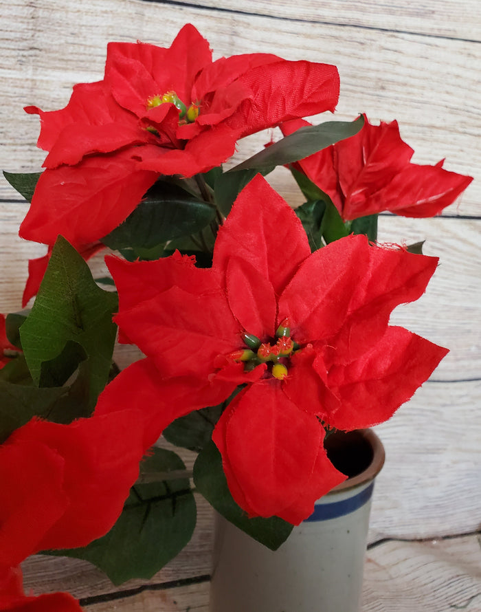 16" Medium Poinsettia Bush