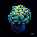 Aquarama Branching Hammer Coral