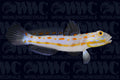 Black Chin Diamond Goby - Sri Lanka