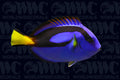 Blue Hippo Tang - Solomon Islands