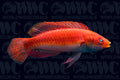Blue Throat Sailfin Fairy Wrasse - Philippines