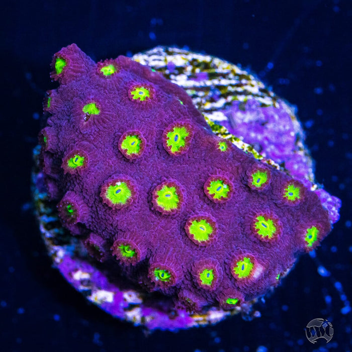 CB Bling Bling Cyphastrea Coral