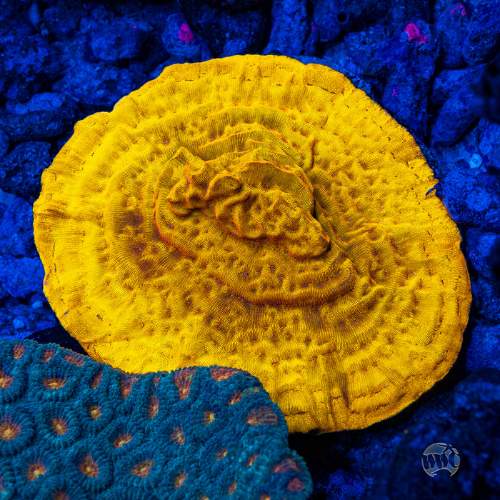 CC Tangerine Juice Leptoseris Coral