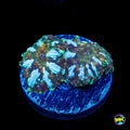 Double Interstellar Iguana Disco Mushroom