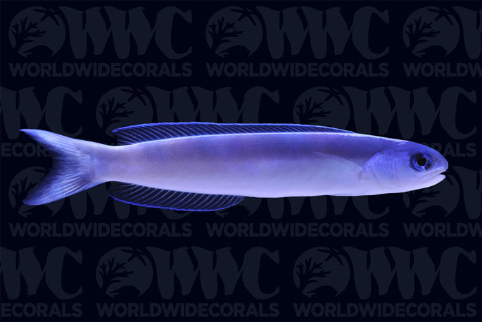Dusky Tilefish - Philippines