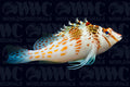 Falco Hawkfish - Fiji
