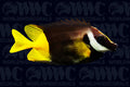 Fiji Foxface Rabbitfish - Fiji