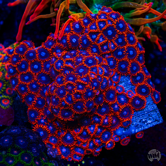 Fire and Ice Zoanthids