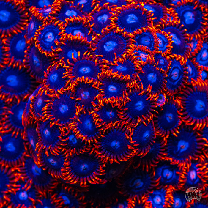 Fire and Ice Zoanthids