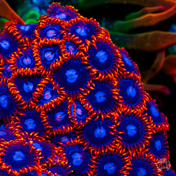 Fire and Ice Zoanthids