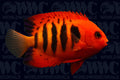 Flame Dwarf Angelfish - Central Pacific