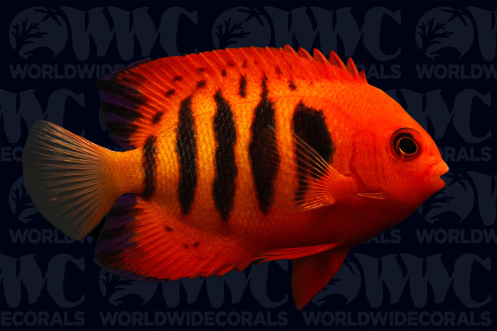 Flame Dwarf Angelfish - Central Pacific