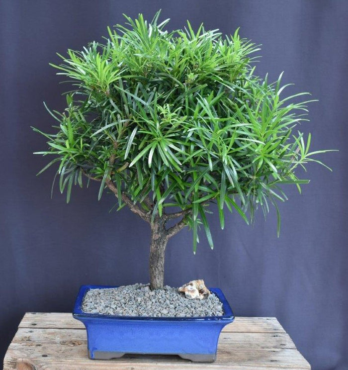Flowering Podocarpus Bonsai Tree - Extra Large - (podocarpus macrophyllus)