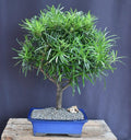 Flowering Podocarpus Bonsai Tree - Extra Large - (podocarpus macrophyllus)