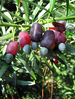 Flowering Podocarpus Bonsai Tree - Extra Large - (podocarpus macrophyllus)
