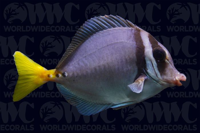 Galapagos Sawtail Tang - Nicaragua