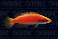 Girdled Fairy Wrasse - Marshall Islands