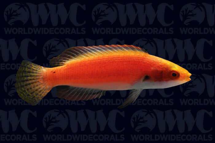 Girdled Fairy Wrasse - Marshall Islands