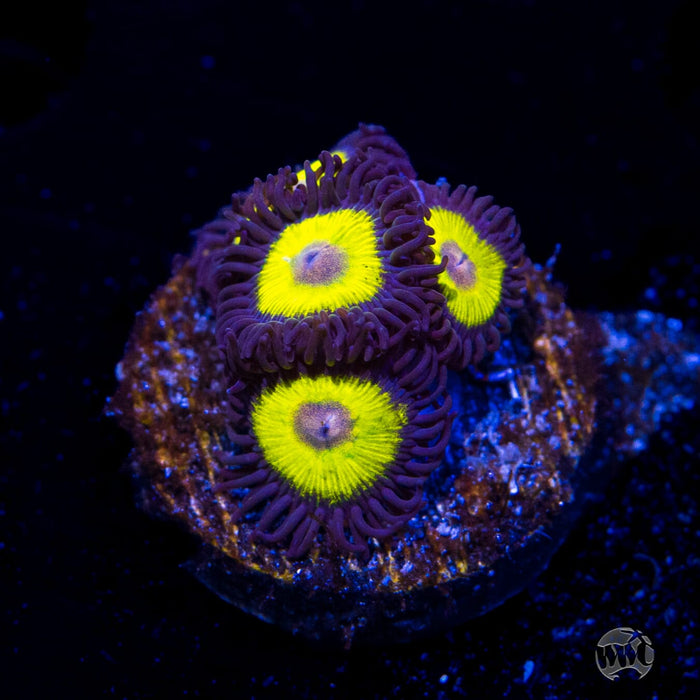 Golden Eye Zoanthids