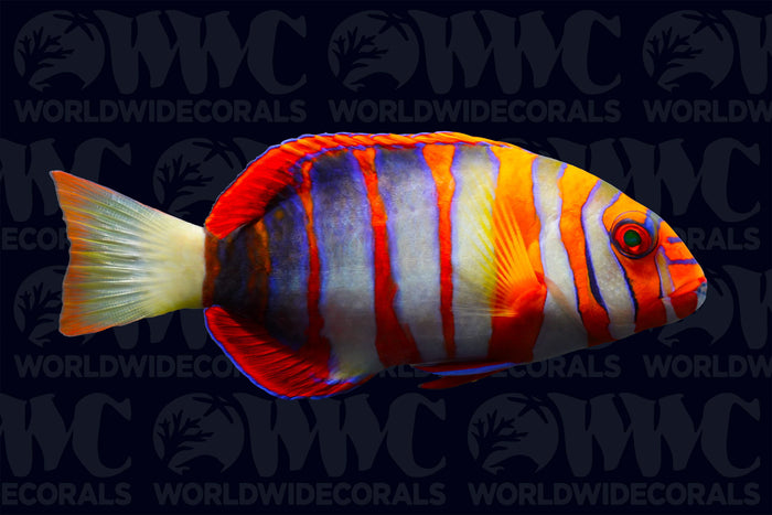 Harlequin Tusk Wrasse - Australia