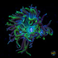 Hobgoblin Duncan Coral