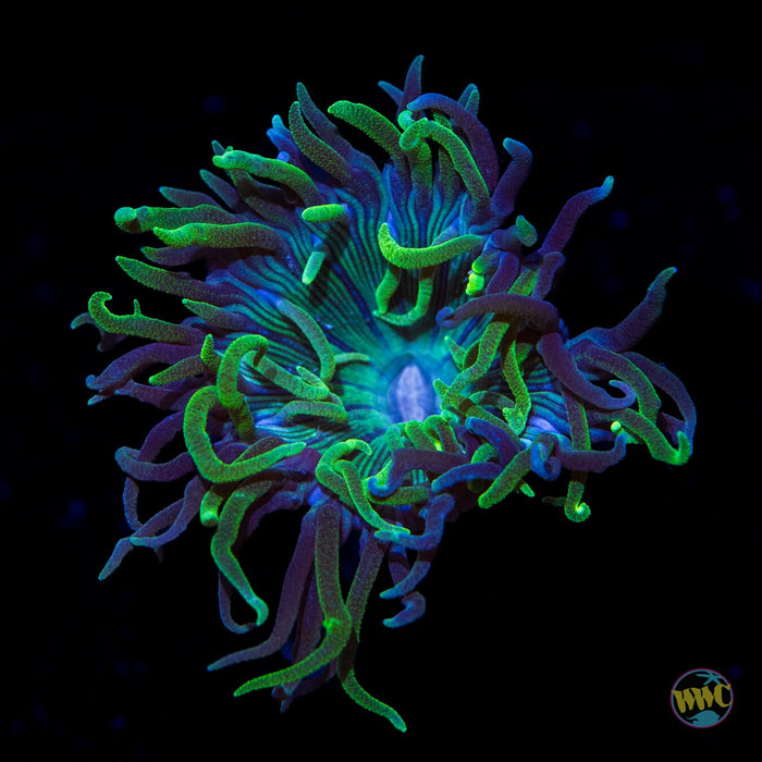 Hobgoblin Duncan Coral