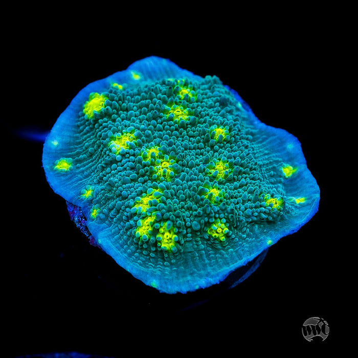 Hollywood Stunner Echino Chalice Coral