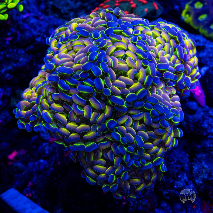 Hologram Branching Hammer