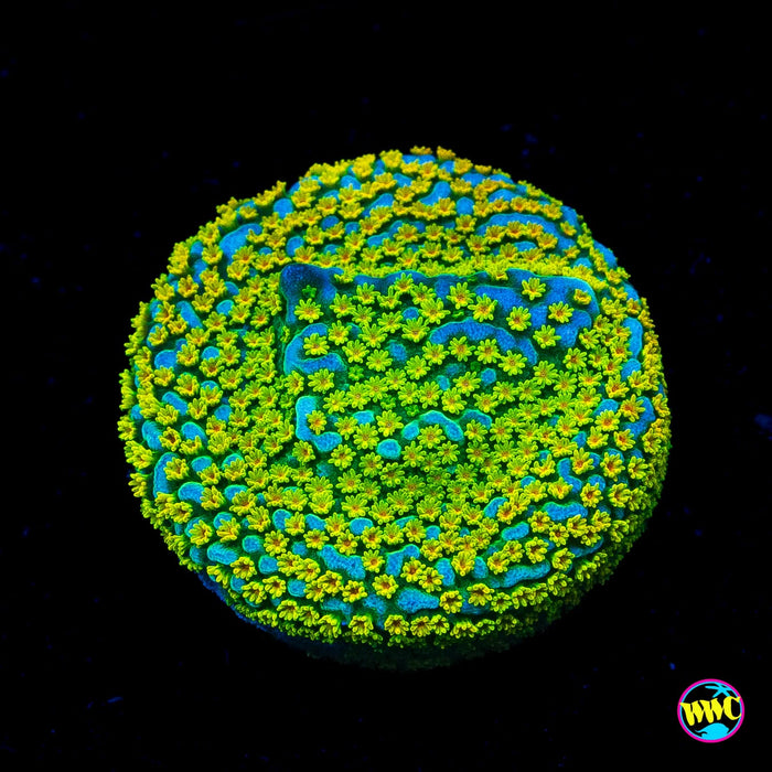 Jason Fox Fruity Pebbles Montipora