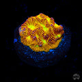Jason Fox Jack-O-Lantern Leptoseris Coral