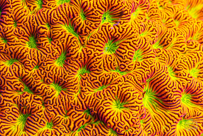 Jason Fox Jack-O-Lantern Leptoseris Coral