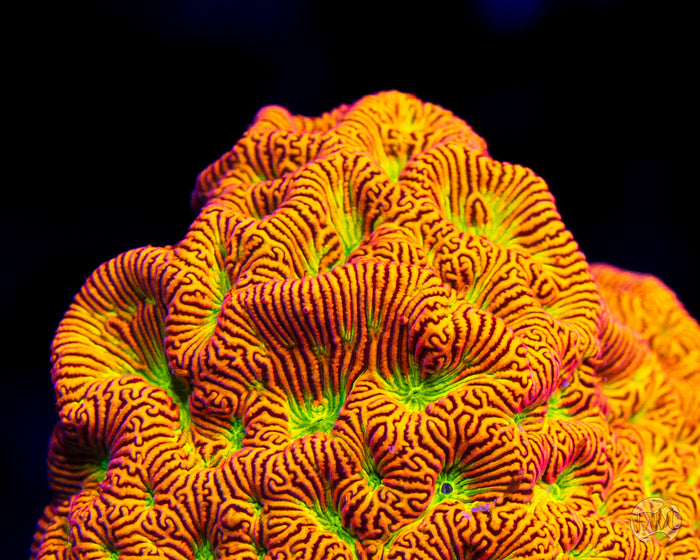 Jason Fox Jack-O-Lantern Leptoseris Coral