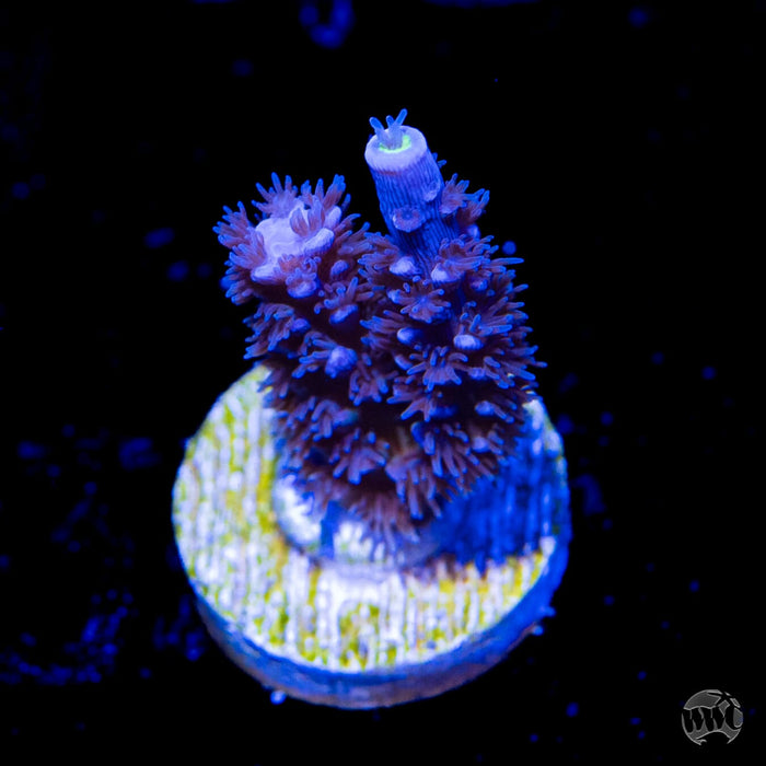 Jason Fox Papa Smurf Tenuis Acropora