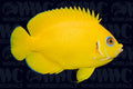 Lemon Peel Dwarf Angelfish - Tonga