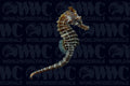 Lined Seahorse - Aquacultured - USA