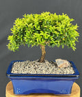 Littleleaf Boxwood Bonsai Tree-(Buxus microphylla 'Compacta')