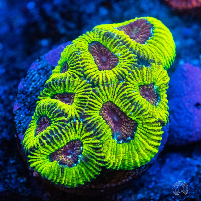 Mayan Sun Favia Coral