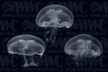 Moon Jellyfish - Aquacultured (3-Lot) - USA