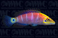Mystery Wrasse - Philippines