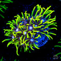 Neon Green Star Polyps Coral