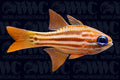 Ochre Striped Cardinalfish - Philippines