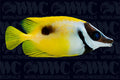 One Spot Foxface - Philippines