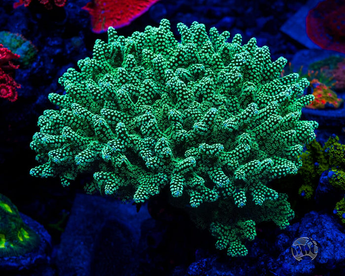 ORA Neon Birdsnest Coral