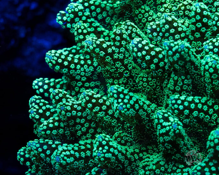 ORA Neon Birdsnest Coral