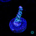 ORA Pearlberry Acropora - Actinic Photo