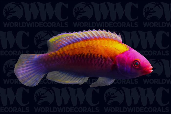 Orangeback Fairy Wrasse - Indonesia