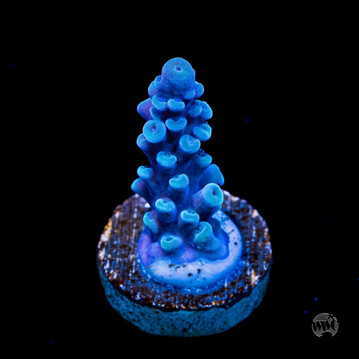 Oregon Tort Acropora