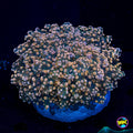 Peachy Tip Frogspawn - Daylight Photo
