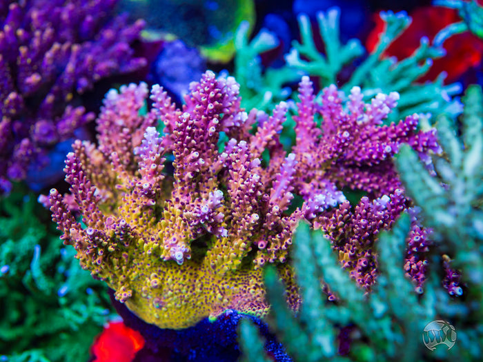 Pink Cadillac Acropora