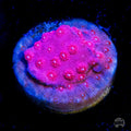 Pinky Cyphastrea Coral